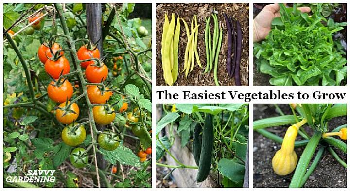 Om du befinner dig beroende av att odla jättegrönsaker