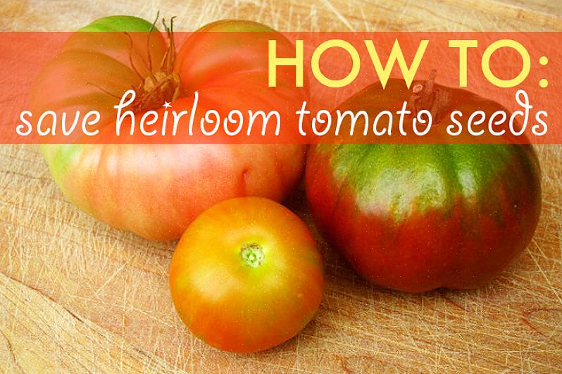 Ställ sedan skålen eller burken med tomatfrön