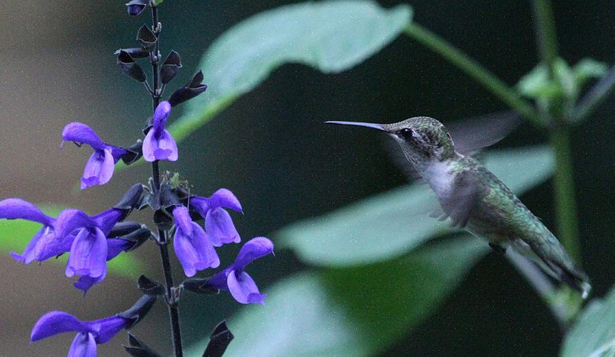 Hummingbird aggression kan vara ett problem om du vill mata många kolibrier samtidigt