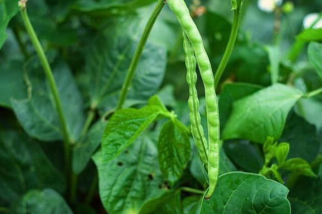 Bladen från den svartögda ärtplantan är den välbekanta spetsiga hjärtformen som är gemensam för bönor