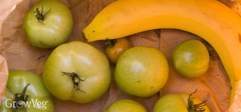 Få de gröna tomaterna att mogna på vinstocken