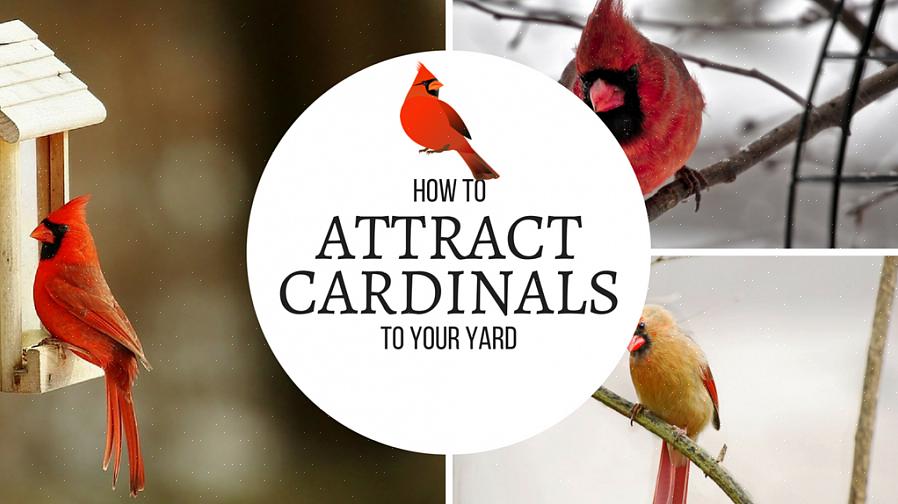 Hur man lockar norra kardinaler