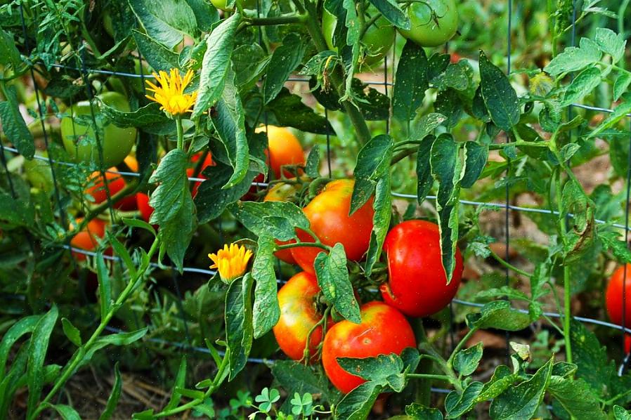 Lyckligtvis blir tomater bra följeslagare med majoriteten av populära trädgårdsgrönsaker