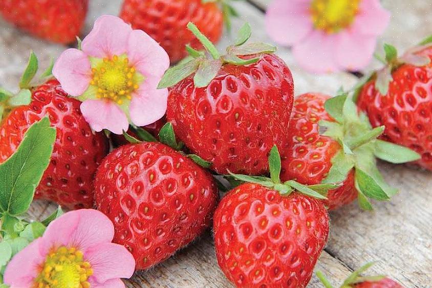 Många trädgårdsmästare klämmer av de första blomningarna av sina jordgubbar för att hjälpa till att rikta