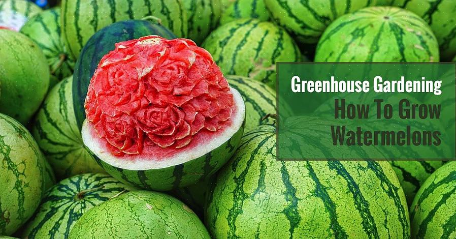 Obs! Fröfria vattenmelonplanter måste planteras med vanliga såvattenmelonplanter för pollinering