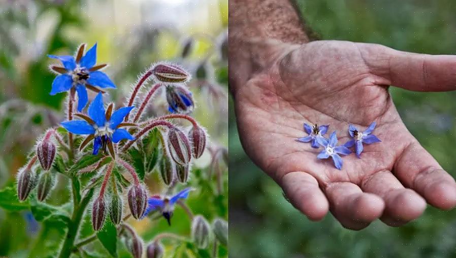 Borage är en lättväxande årlig örtväxt med levande blå blommor