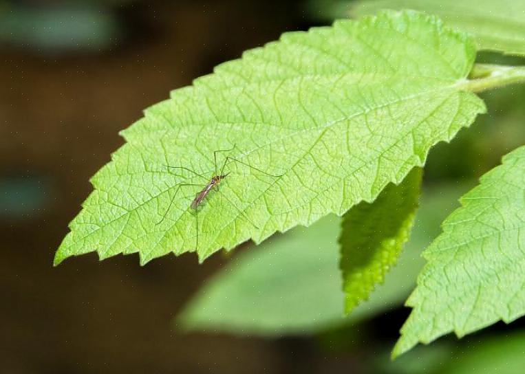 Växterna själva kan hjälpa till att avvärja flugor