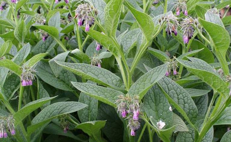 Comfrey växter skjuter upp snabbt