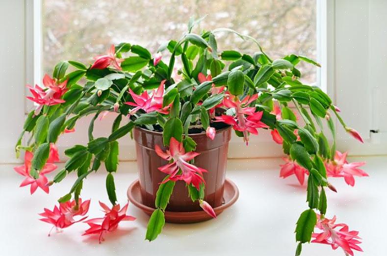 För att få din julkaktus att blomstra vid jultid måste du förmodligen tvinga den genom att först skicka