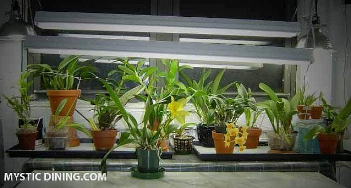 Orkidéer bör läggas in i specialiserade orkidékrukor i en orkidéblandning