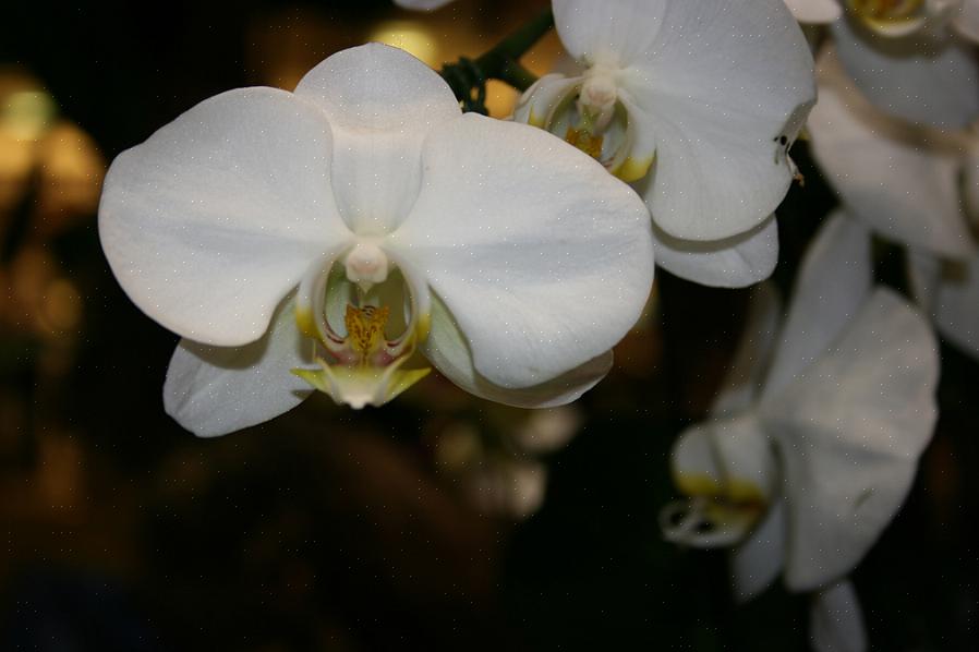 När det gäller orkidéer som oftast finns att köpa är den överväldigande majoriteten en av två sorter