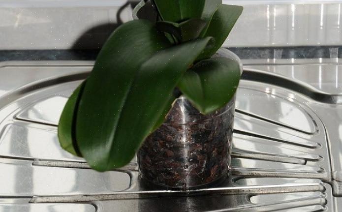 Liksom en dyr vattenmätare är orkidévelamen en utmärkt indikator på din växts vattenbehov