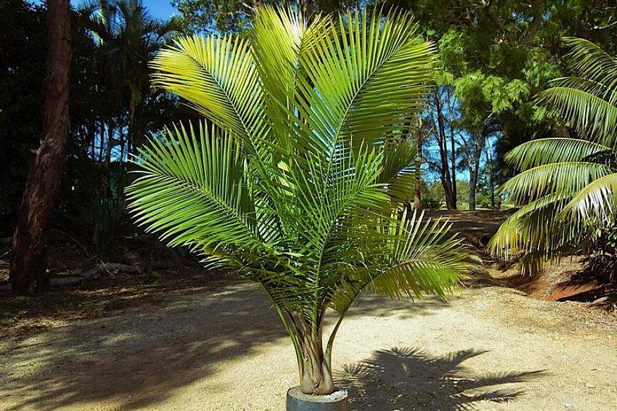 Enligt Griffith liknar majestätpalmen en kentia-palm när den är ung