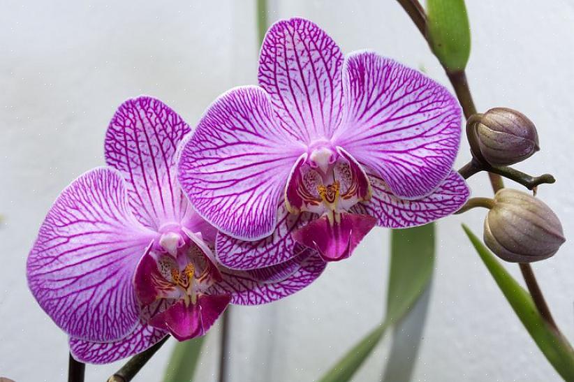 För låga temperaturer kan också få orkidéblad att bli gula
