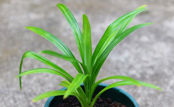 Pandanus kan vara torktolerant