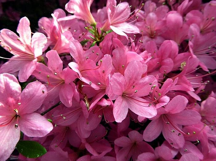 Dessa åtta fleråriga blommor kommer tillbaka tillförlitligt varje år