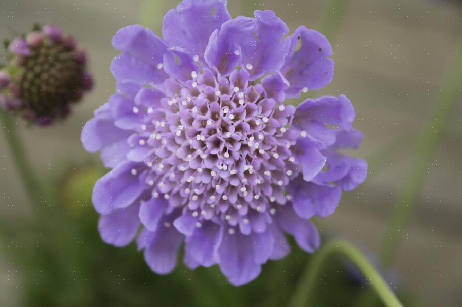 Scabiosa-blommor fick smeknamnet pincushion flower för de framträdande ståndare som kommer