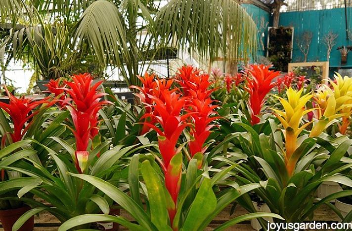 Bromeliads är en av de bästa tropiska växterna att växa i ditt hem