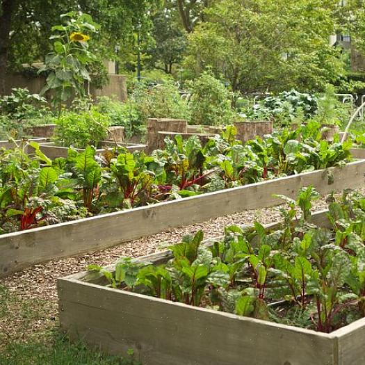 Slutligen kan vissa trädgårdsmästare välja behållarvänliga grönsaker för denna plantering i augusti