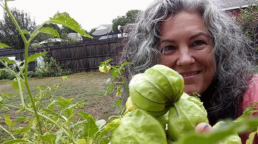 Tomatillos ser ut som kapkrusbär och markkörsbär