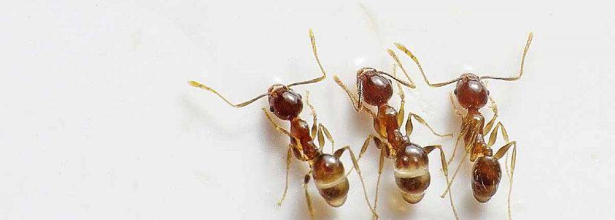 Myrbekämpning kan då betraktas som en åtgärd mot insektskadegörare som bladlöss