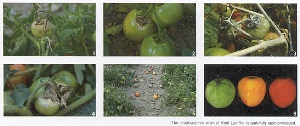 Ofta uppträder de första symptomen på grå mögel på tomatstammarna