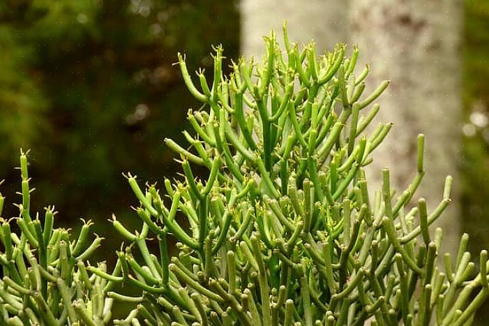 Den allmänt kallade penna kaktusen (Euphorbia tirucalli) är medlem i familjen Euphorbia