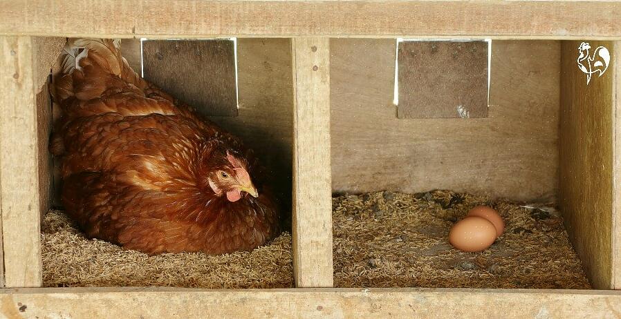 Lär dig varför du kanske vill lägga till en glödlampa i ditt kycklingkåp