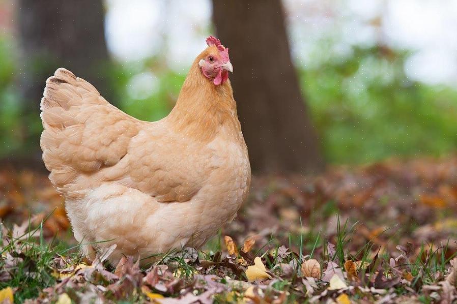 Orpington-kycklingen är en bra allround-kyckling som ger både ägg