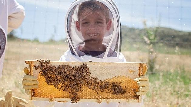 Från att ställa upp bin på våren till att skörda honung till att förbereda bikupan för vintern