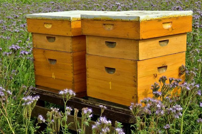 Denna stil kallas "tio-ram" eftersom det inre av varje bikupa innehåller tio ramar för att hålla honung