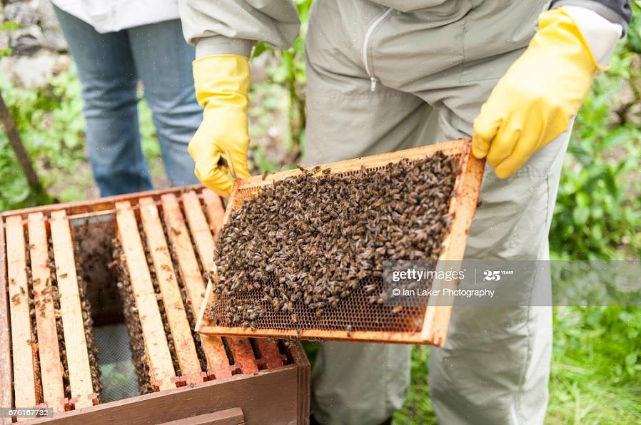 Om det finns vax eller propolis på det inre locket