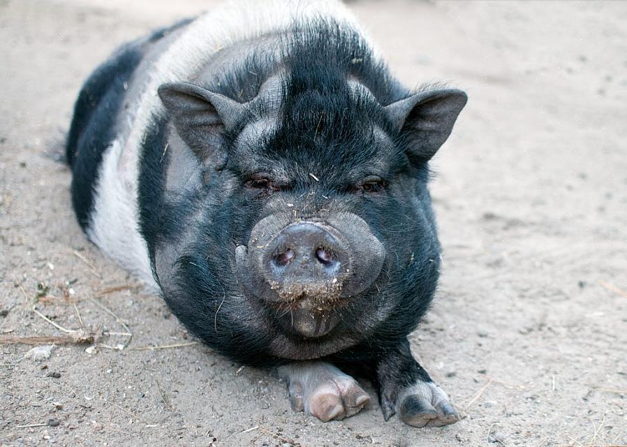 En av de vanligaste orsakerna till torr hud hos potbellied svin är brist på fuktighet i deras miljö
