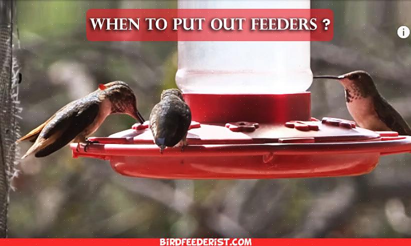 I dessa områden är det bäst att börja mata kolibrier tidigare