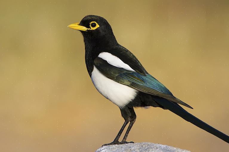 Och eftersom den gulnäbbade skatten bara finns i Kalifornien är räckvidden en annan bra ledtråd