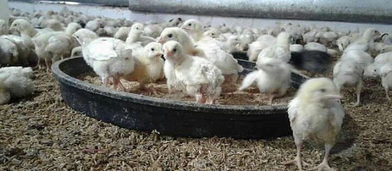 Rätt foder för dina kycklingar beror på två saker