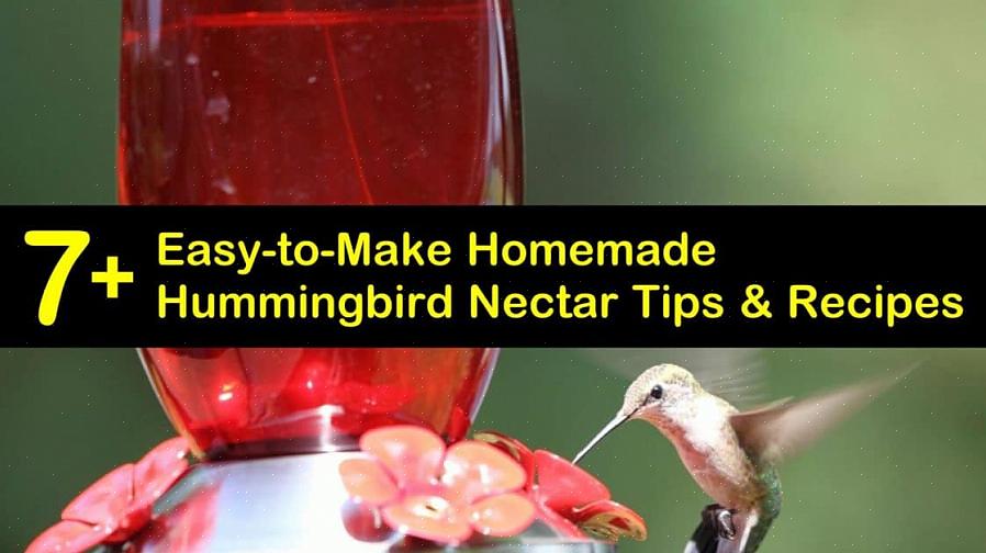 Hummingbird nektar är en enkel sockervattenlösning