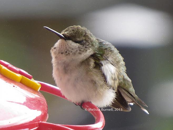 Melass eller konstgjorda sockerersättningar för några kolibri-nektarrecept