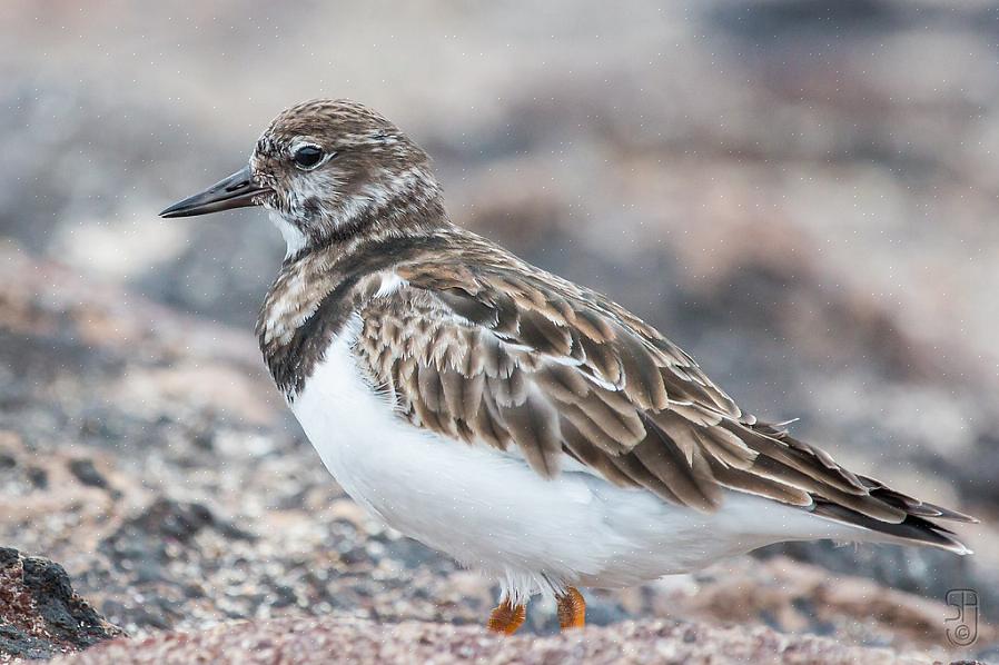 Ruddy turnstones är köttätande fåglar