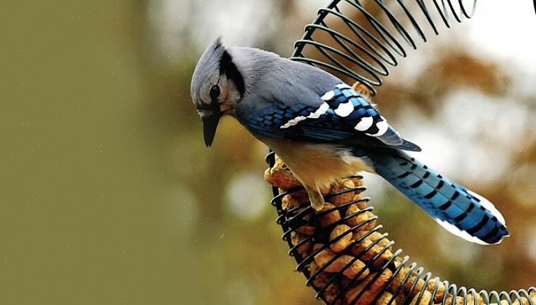 Prova dessa tips för att tilltala ett bredare utbud av nötätande fågelarter