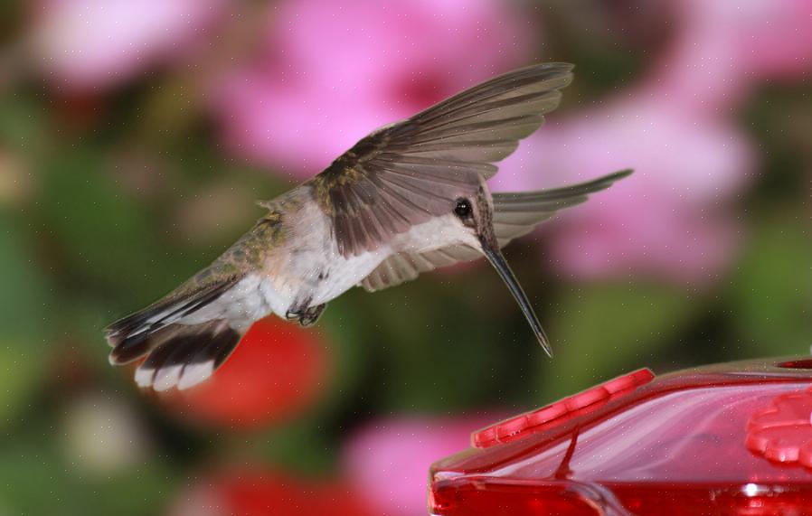 Vinter kolibri arter
