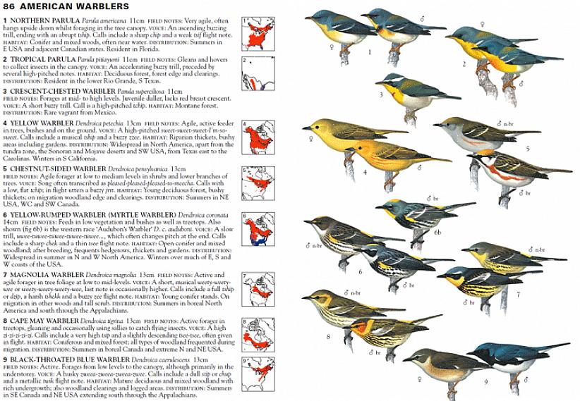 Att lära sig fågla efter örat kan hjälpa fågelskådare att urskilja olika arter av warblers