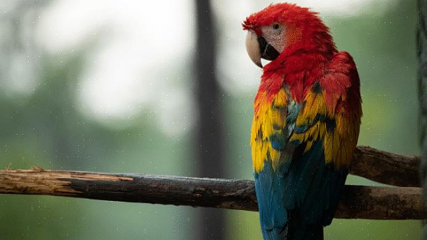 Det kan vara utmanande att locka till sig papegojor i trädgården