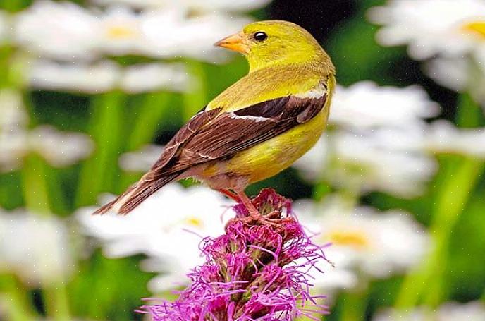 Håll din trädgård färgglad genom att plantera blommor i färger som lockar fåglar