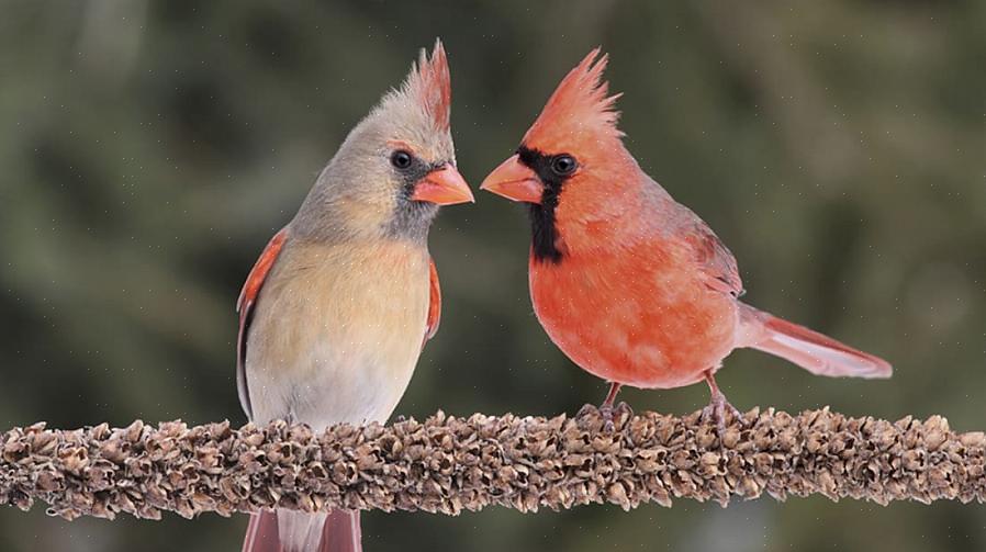 Deras ätprocess kan hjälpa fågelskådare att bli mer kunniga om de bästa matarna för fåglar