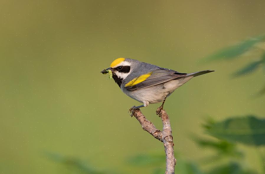 Dessa avkommor kan själva hybridisera med andra gyllene vingar av full-art