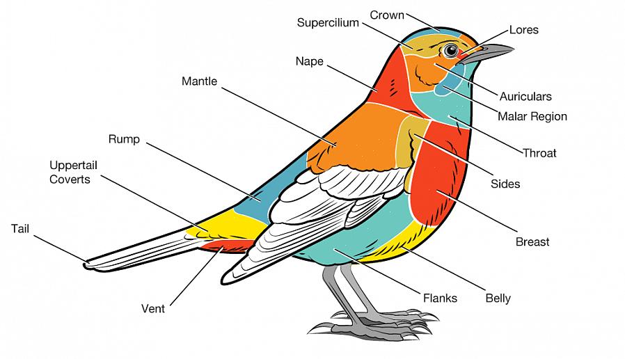 Svansen kan hållas i olika positioner när fågeln är uppflugen eller flyger