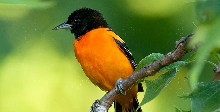 Baltimore oriole är en lysande färgad orange sångfågel välkommen i många gårdar