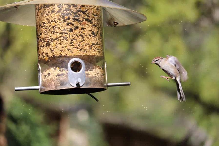 Och hur kan du förhindra att de trakasserar andra fåglar i trädgården