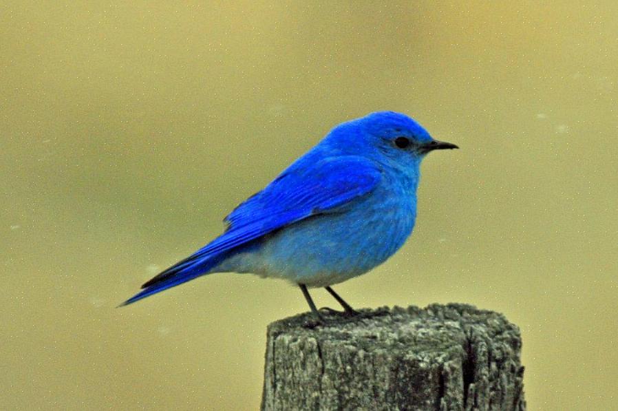 Östra blåfåglar tillhör Turdidae-fågelfamiljen